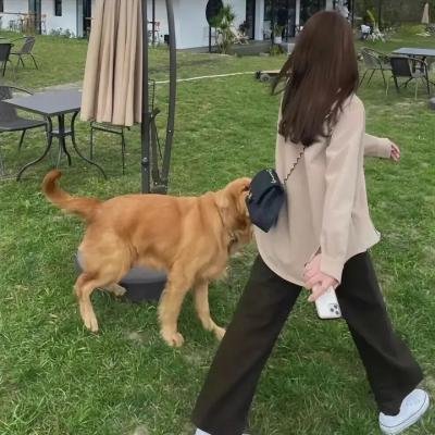 咕咕是一只猫